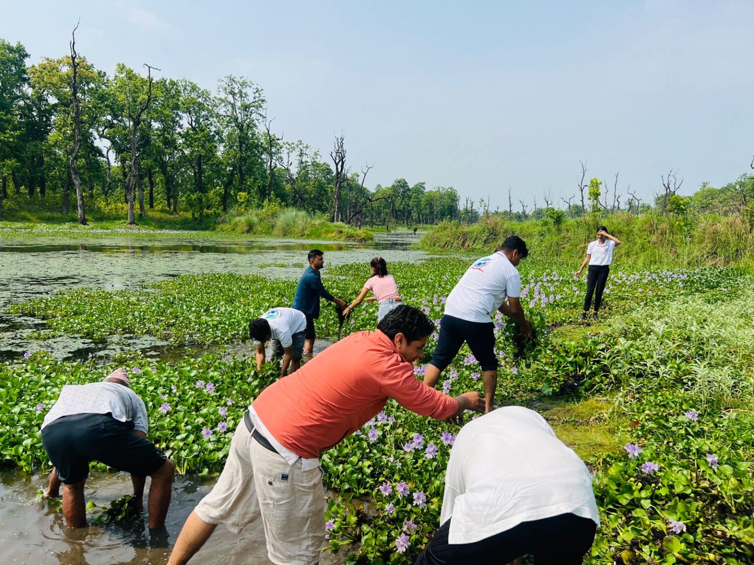 विद्यार्थीहरुले बाटुली पोखरीमा जलकुम्भी झार सफा गरी वातावरण दिवस मनाए